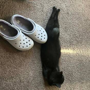 Domestic Short Hair Cats Available for Adoption - Ivy | PetCurious