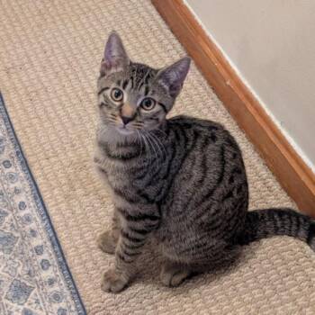 Rescue Domestic Short Hair Cats for Adoption in Hagerstown, Maryland - BALLPOINT | PetCurious
