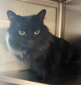 Domestic Short Hair Cats Available for Adoption - China | PetCurious