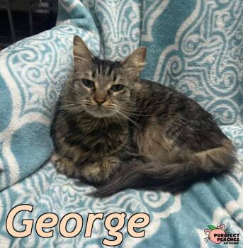 Maine Coon and Domestic Long Hair Cats Available for Adoption - George | PetCurious