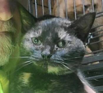 Domestic Short Hair Cats Available for Adoption in Dalton, Georgia - Marla | PetCurious