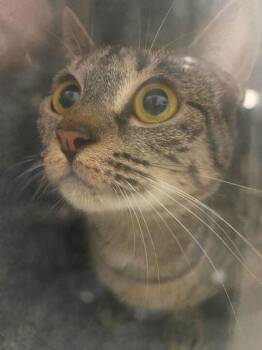 Domestic Short Hair Cats Available for Adoption in Daytona Beach, Florida - Bernadette | PetCurious