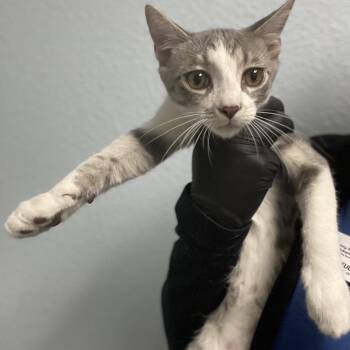 Scooter -  Domestic Short Hair Cat for Adoption in Riverside, California - Scooter | PetCurious