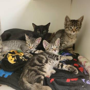 Fuschia -  Domestic Short Hair Cat for Adoption in Columbia, Missouri - Fuschia | PetCurious