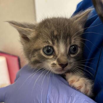 Domestic Short Hair Cats Available for Adoption in Wilmington, Delaware - Trisha | PetCurious