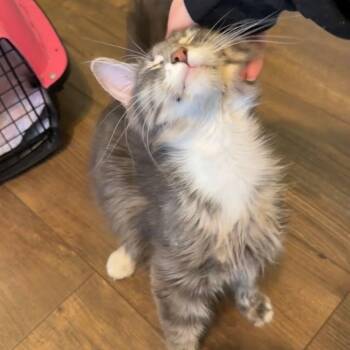 Domestic Medium Hair Cats Available for Adoption in Davenport, Iowa - Priscilla | PetCurious