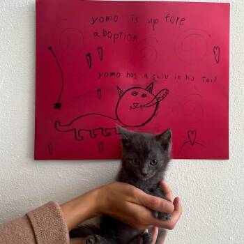 Llamo -  Domestic Short Hair and Russian Blue Cat Available for Adoption in Elfin Forest, California - Llamo | PetCurious