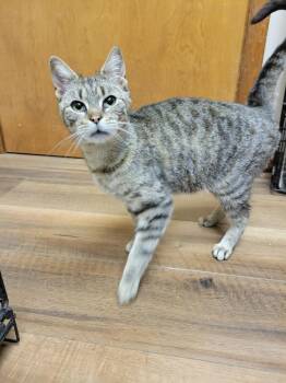 Pickles -  Domestic Short Hair Cat for Adoption in Lorain, Ohio - Pickles | PetCurious