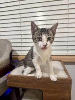 Penelope -  Domestic Short Hair Cat for Adoption in Rosenberg, Texas - Penelope | PetCurious