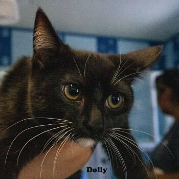 Dolly -  Domestic Short Hair Cat for Adoption in Yucaipa, California - Dolly | PetCurious