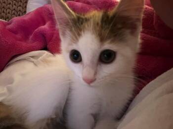 Popcorn * IN FOSTER * -  Domestic Short Hair Cat for Adoption in South Bend, Indiana - Popcorn * IN FOSTER * | PetCurious