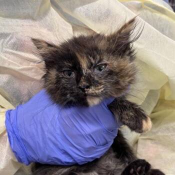Tonks -  Domestic Medium Hair Cat for Adoption in Salt Lake City, Utah - Tonks | PetCurious