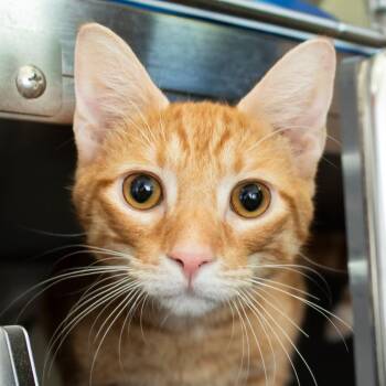 Mishy -  Domestic Short Hair Cat for Adoption in Middletown, Rhode Island - Mishy | PetCurious