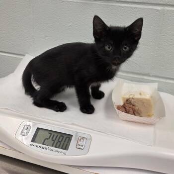 Salmon -  Domestic Short Hair Cat for Adoption in Chattanooga, Tennessee - Salmon | PetCurious