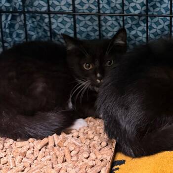 Goofy -  Domestic Short Hair Cat for Adoption in Lynchburg, Virginia - Goofy | PetCurious
