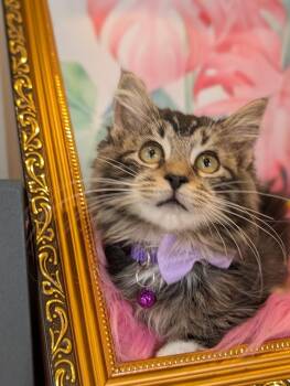 Domestic Medium Hair and Tabby Cats Available for Adoption - Bagel | PetCurious