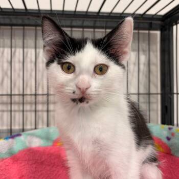 Zephyr -  Domestic Short Hair Cat for Adoption in Bradenton, Florida - Zephyr | PetCurious