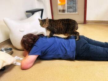 CAPONE -  Domestic Short Hair Cat for Adoption in Raleigh, North Carolina - CAPONE | PetCurious