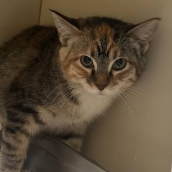 Petunia -  Domestic Short Hair Cat for Adoption in Murray, Utah - Petunia | PetCurious