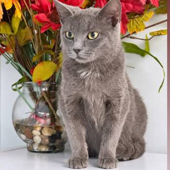 Bethany -  Domestic Short Hair Cat for Adoption in Syosset, New York - Bethany | PetCurious