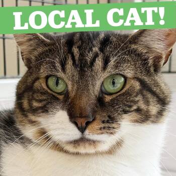 LOCAL CAT, Boone -  Domestic Short Hair Cat for Adoption in Scituate, Rhode Island - LOCAL CAT, Boone | PetCurious