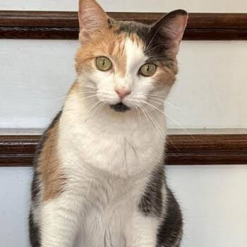 Rosie -  Domestic Short Hair Cat for Adoption in Palm Harbor, Florida - Rosie | PetCurious