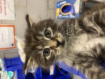 Domestic Medium Hair Cats Available for Adoption in Dallas, Texas - MOONEY | PetCurious