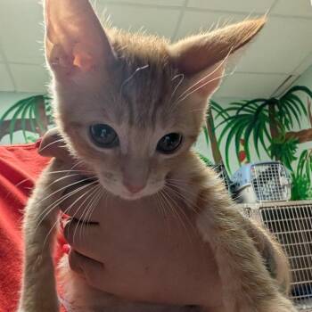 Pluto -  Domestic Short Hair Cat for Adoption in Titusville, Florida - Pluto | PetCurious
