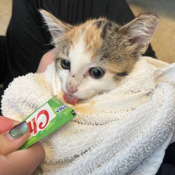 Baby Spice -  Domestic Short Hair Cat for Adoption in Bristol, Indiana - Baby Spice | PetCurious