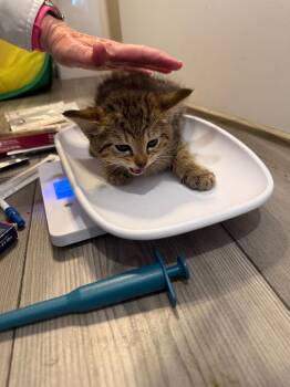 Padme Amidala -  Domestic Short Hair Cat for Adoption in Douglasville, Georgia - Padme Amidala | PetCurious