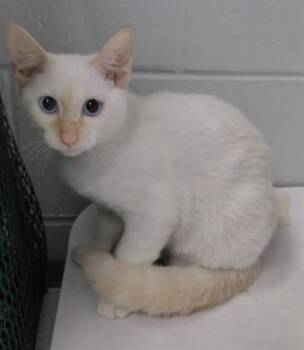 FLAME -  Domestic Short Hair Cat for Adoption in St. Cloud, Florida - FLAME | PetCurious