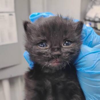 Domestic Short Hair Cats Available for Adoption in Summerville, South Carolina - Fern | PetCurious