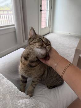Eagles: Witchy Woman -  Tabby and Exotic Shorthair Cat for Adoption - Eagles: Witchy Woman | PetCurious