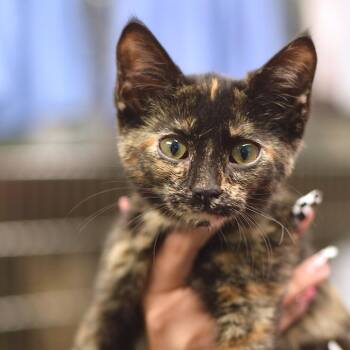 Izzy -  Domestic Short Hair Cat for Adoption in Belleville, Illinois - Izzy | PetCurious