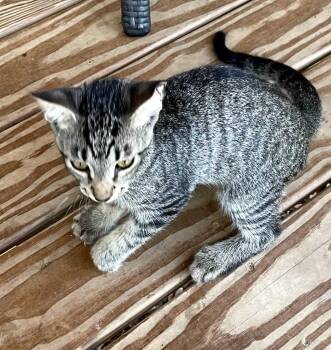 Pokey -  Domestic Short Hair Cat for Adoption in Saint James City, Florida - Pokey | PetCurious