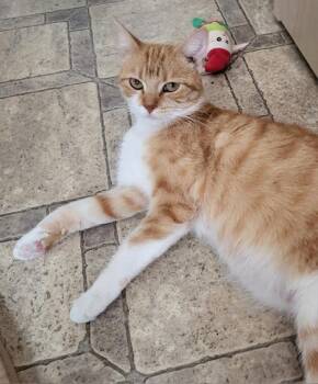 Rescue Tabby Cats for Adoption in Parlier, California - Ruby | PetCurious