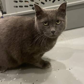 Rescue Domestic Short Hair Cats for Adoption in West Des Moines, Iowa - Shadow | PetCurious