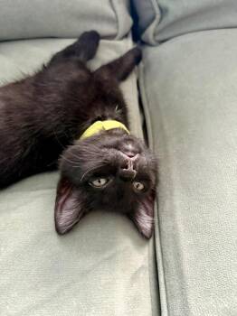 Parker-James -  Domestic Medium Hair Cat for Adoption in Virginia Beach, Virginia - Parker-James | PetCurious