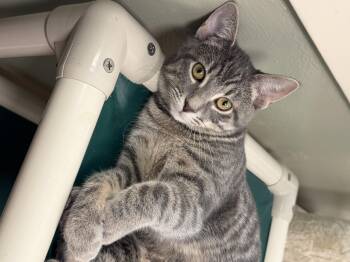 Labubus -  Domestic Short Hair Cat for Adoption in Norwalk, Connecticut - Labubus | PetCurious
