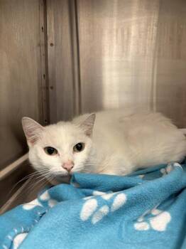 CATARINA -  Domestic Short Hair Cat for Adoption in Indianapolis, Indiana - CATARINA | PetCurious