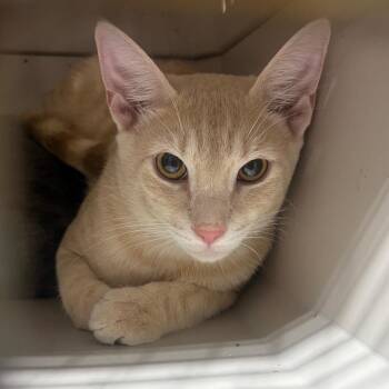 Pumpkin -  Domestic Short Hair Cat for Adoption in Milton, Florida - Pumpkin | PetCurious