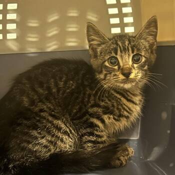 Poptart -  Domestic Short Hair Cat for Adoption in Chattanooga, Tennessee - Poptart | PetCurious