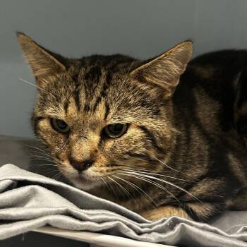 Jupiter -  Domestic Short Hair Cat for Adoption in Chattanooga, Tennessee - Jupiter | PetCurious