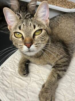 Monica -  Domestic Short Hair Cat for Adoption in Lunenburg, Massachusetts - Monica | PetCurious