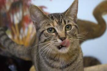 Rescue Domestic Short Hair Cats for Adoption in Harbor Springs, Michigan - Cornbread | PetCurious