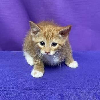 Domestic Short Hair Cats Available for Adoption in North Myrtle Beach, South Carolina - Jupiter | PetCurious