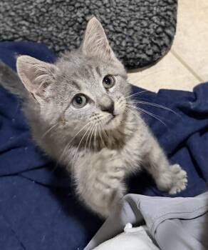 Marcy -  Domestic Short Hair Cat for Adoption in East Hanover, New Jersey - Marcy | PetCurious