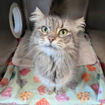 Domestic Medium Hair Cats Available for Adoption in Toledo, Ohio - Poppy | PetCurious