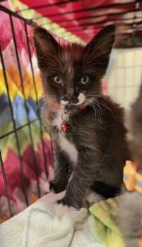 AC Slater -  Domestic Long Hair and Maine Coon Cat for Adoption in Pacifica, California - AC Slater | PetCurious