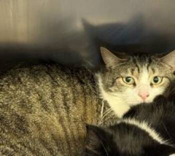 Domestic Short Hair Cats Available for Adoption - Luca | PetCurious